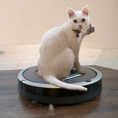 Are Robot Vacuums Safe for Cats